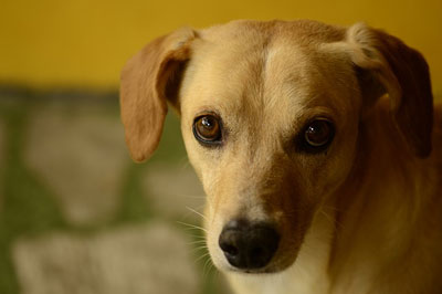Humane-Euthanasia-and-Cremation-services dog with sad face