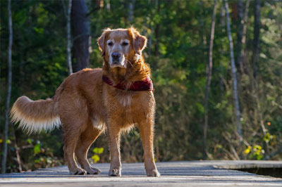 Lifelong-wellness-care_1 Dog Protrait