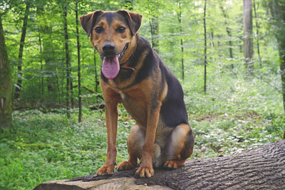 Radiology_1 dog mixed breed hybrid