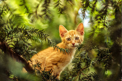 Surgical-Care_1 Cat on the Tree
