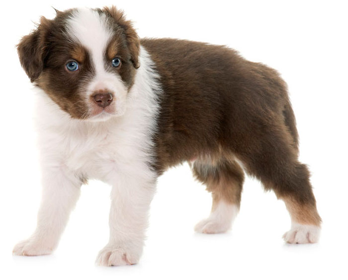 AMC Van Buren innocent looking puppy