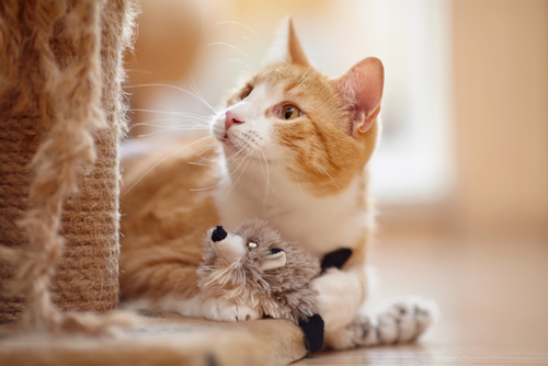 Portrait of a red domestic cat on a floor with a toy.
